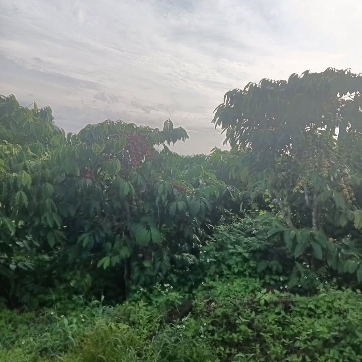 Đất nông nghiệp Đinh Văn, Lâm Hà 40.000m² giá 1.7 tỷ - Chính chủ cần bán gấp!