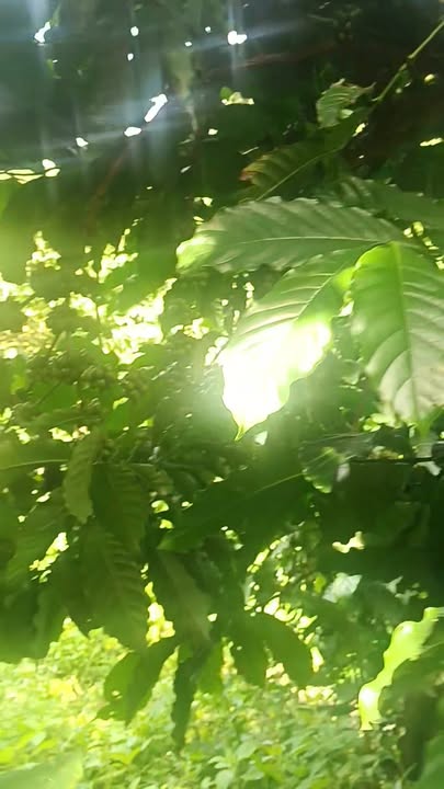 Đất nền Đạ K Nàng 1,6 ha giá 2,7 tỷ - Sổ đỏ chính chủ, mặt tiền đường nhựa