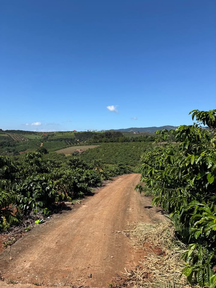 Đất nền Nam Ban 1550m² giá 1.5 tỷ - Đầu tư lý tưởng cho nhà vườn!