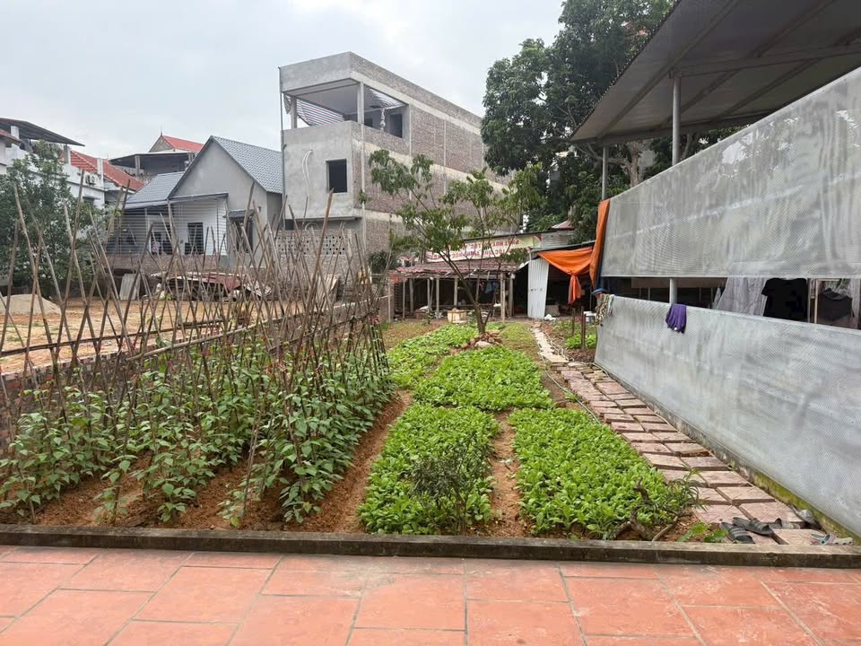 Đất thổ cư Liên Bảo Vĩnh Yên 103m² giá chỉ 2 tỷ - Đường xe tải vào tận nhà!