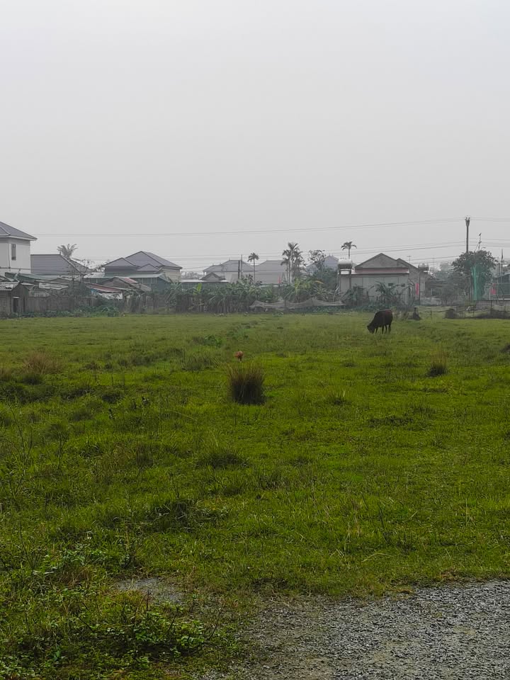 Đất quy hoạch xã Cẩm Thăng 192m² giá thỏa thuận - Sát trường, chợ tiện lợi!