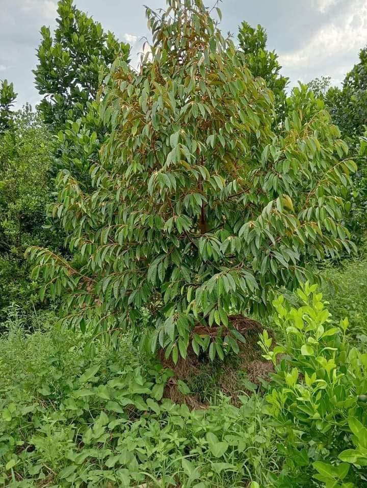 Đất vườn 2500m² xã Mỹ Trung, Cái Bè - Giá chỉ 250 triệu, cơ hội đầu tư tuyệt vời!