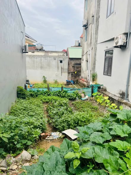 Đất vuông đẹp Cẩm Thạch 87,5m² giá 1,5 tỷ - Vị trí đắc địa, ô tô đỗ trước cửa!