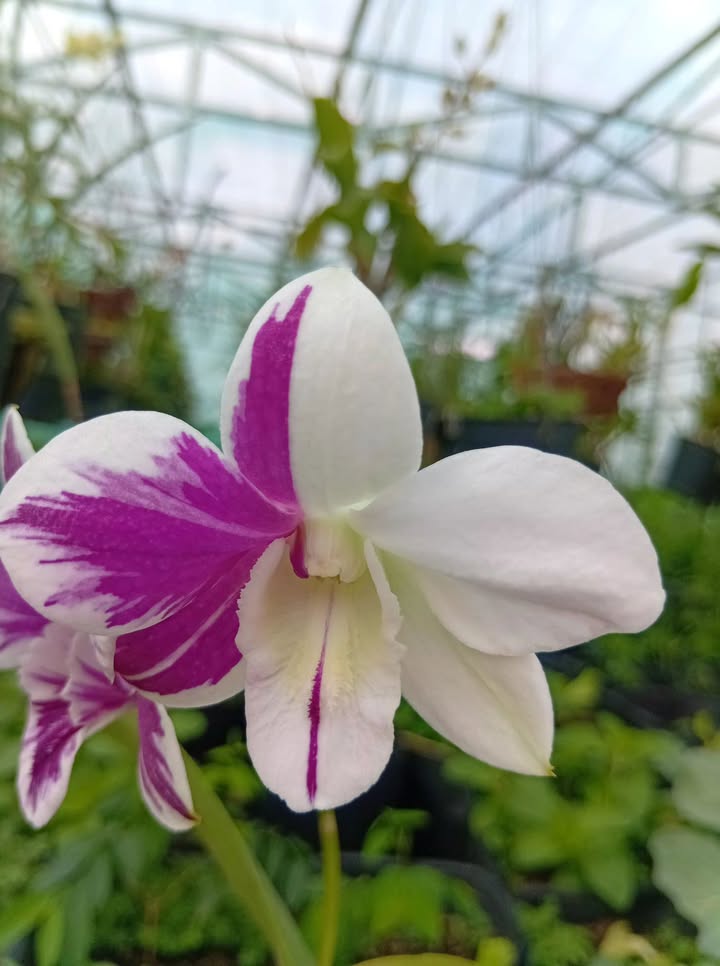 Đất nền thổ cư 1451m² tại Hòa Mỹ, Cao Lãnh chỉ 1 tỷ - Đầu tư sinh lời ngay!