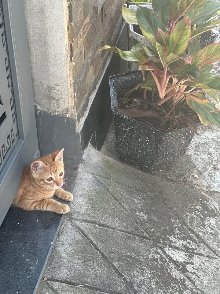 Bán lô đất Tân Phong 60m² giá 2.8 tỷ - Đường bê tông 6m, sổ riêng