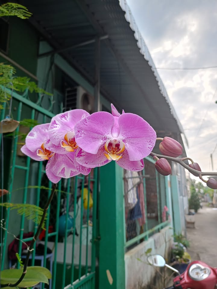 Nhà mặt tiền Trần Quang Diệu, Bình Thủy, 96m² giá 7.9 tỷ - Đầu tư sinh lời ngay!