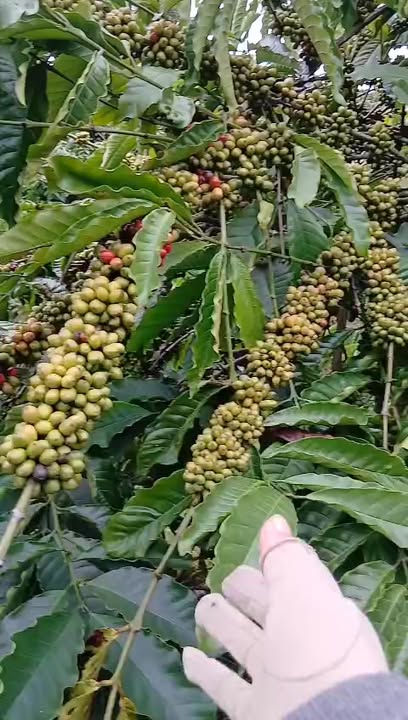 Đất nền cà phê 1.7ha xã Đà Loan giá 4 tỷ - Sổ đỏ chính chủ, đầu tư sinh lời!