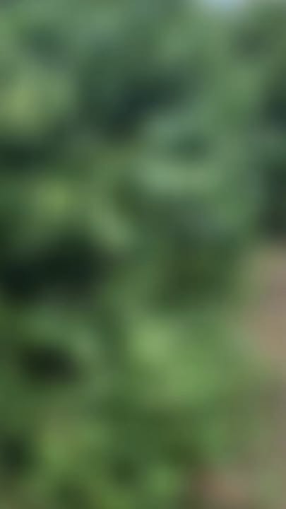 Đất nền Tân Hội, Đức Trọng, 8200m² giá 5.3 tỷ - Đầu tư sinh lời ngay!