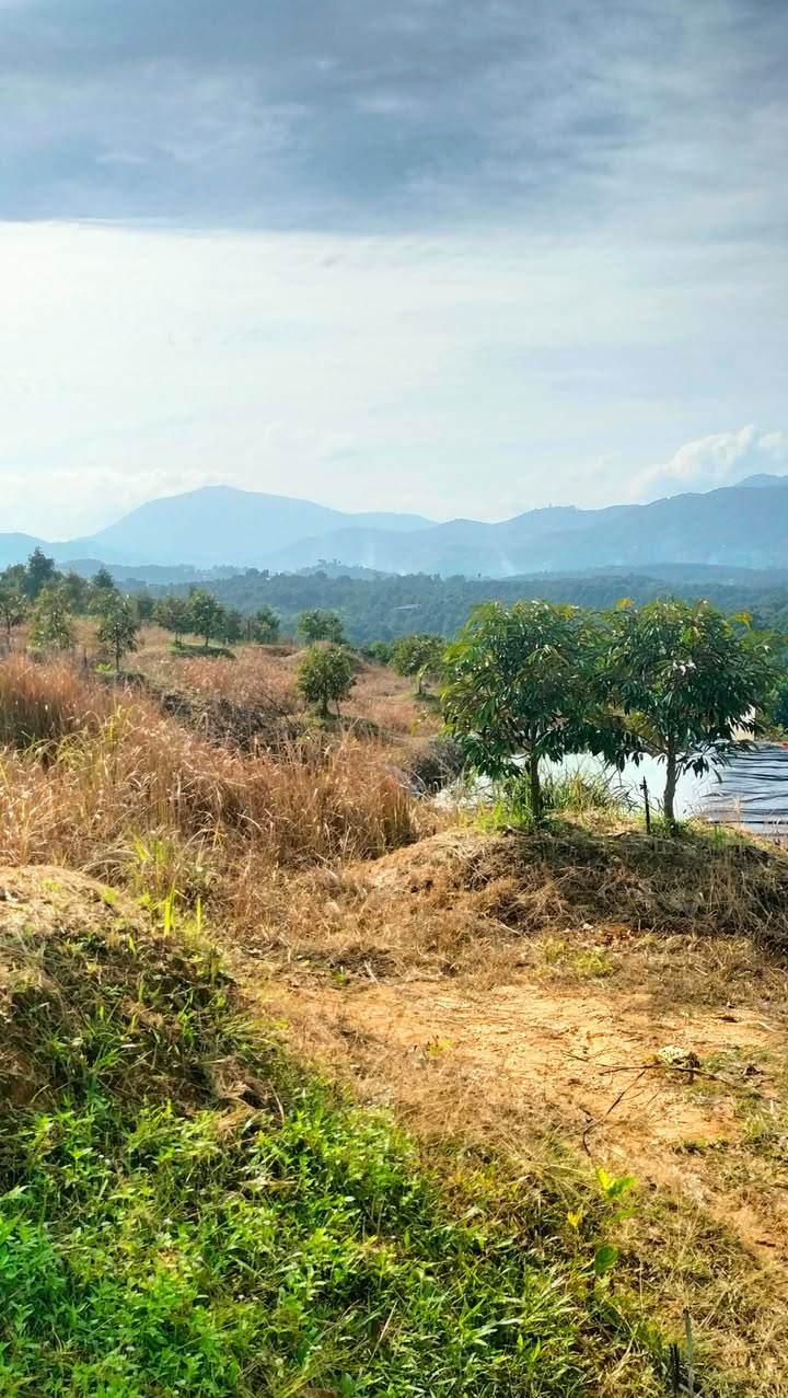 Đất nông nghiệp Đạ Huoai 67.000m² giá 2.1 tỷ - Sổ đỏ chính chủ, thương lượng nhẹ!