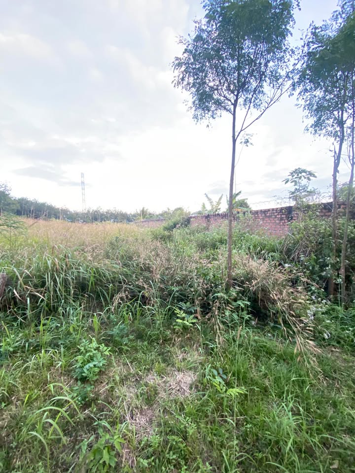 Đất nền Trần Hưng Đạo, Quảng Ngãi 168m² giá chỉ 90 triệu - Đầu tư sinh lời ngay!