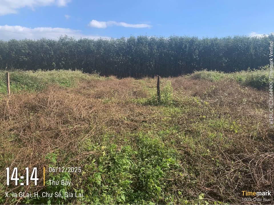 Đất thổ cư 350m² tại xã Ia Glai, Chư Sê - Chính chủ bán gấp!