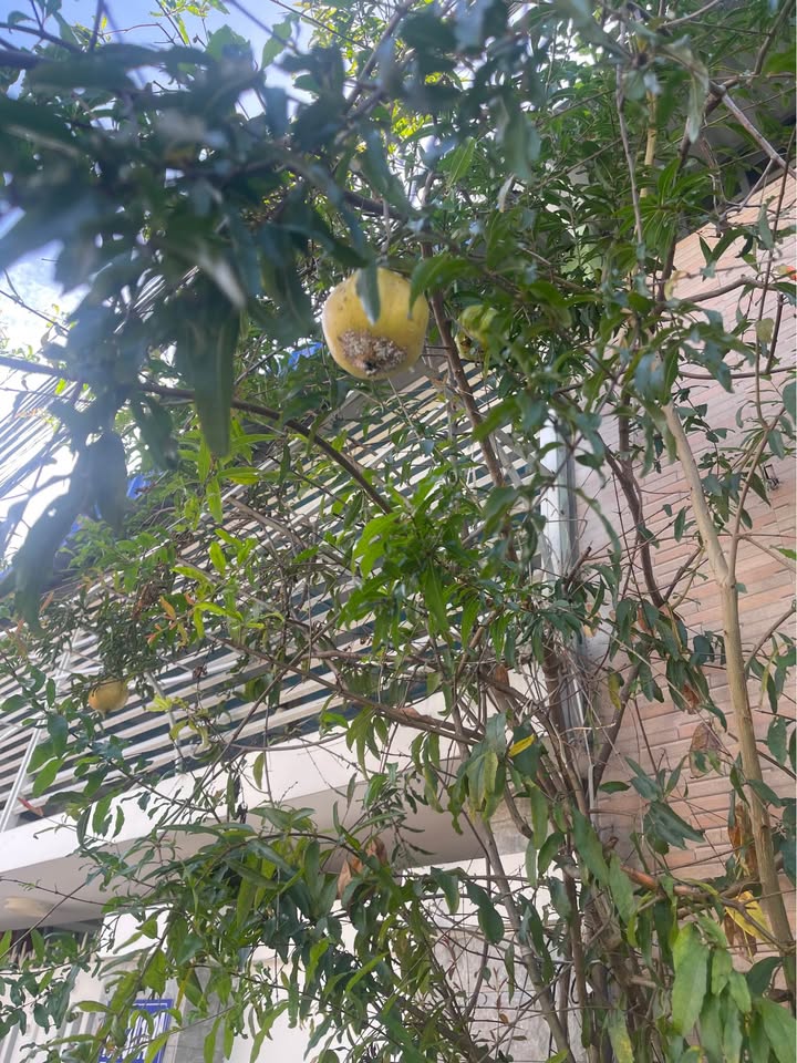 Đất nền 5ha Tân Hải, Phú Mỹ - Mặt tiền sông 350m, giá 30 tỷ - Cơ hội đầu tư sinh lời!