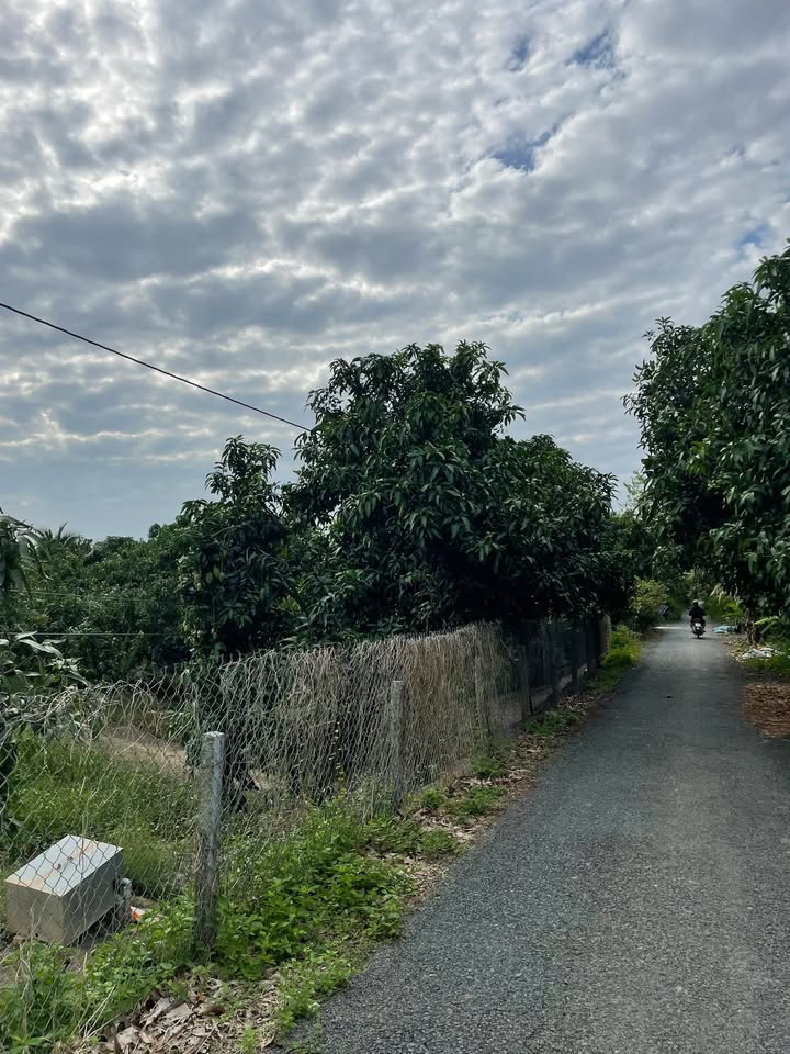 Farm 17 công vườn xoài Đài Loan tại Bình Tấn, Thanh Bình, Đồng Tháp - Giá chỉ 220 triệu/công!