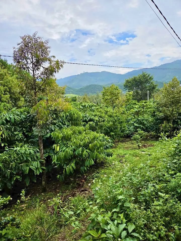 Đất thổ cư phường 3 Bảo Lộc 1546m² giá chỉ 1.04 tỷ - Sổ hồng chính chủ!