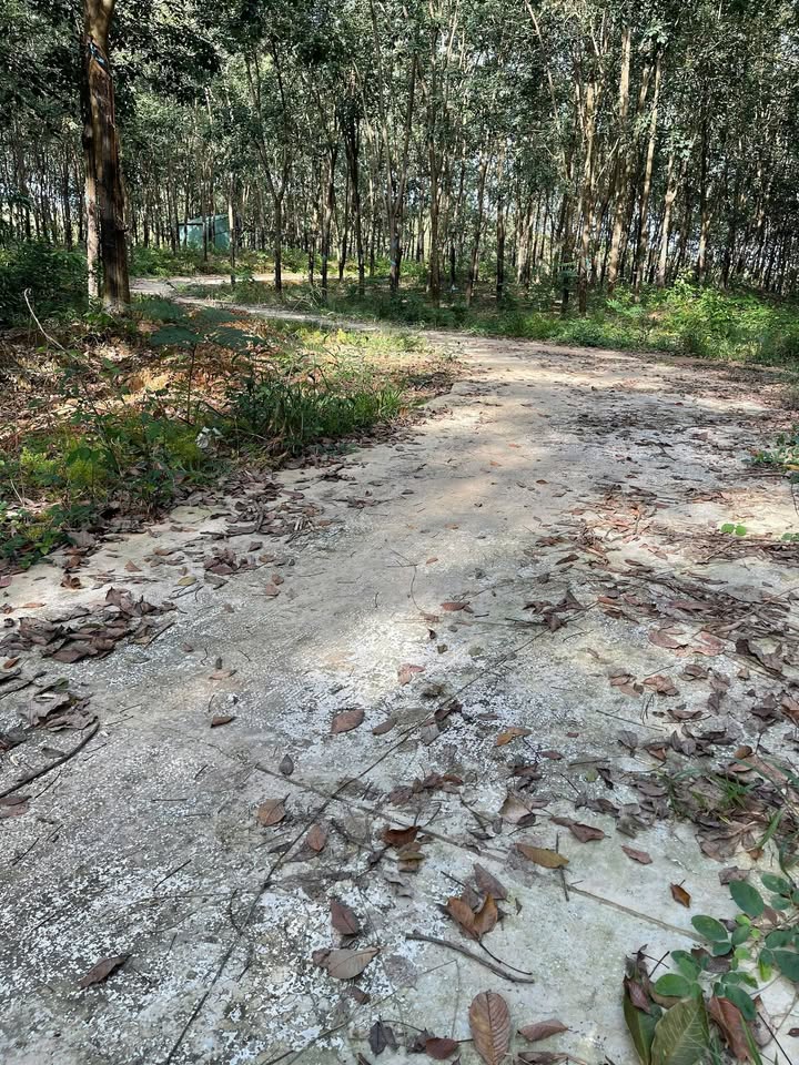 Đất cao su 3 sào tại ấp 2 Đồng Tâm, Đồng Phú - Giá 600 triệu, thu nhập ổn định!