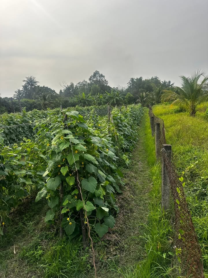 Đất thổ cư Tân An 200m² giá 440 triệu - Đầu tư sinh lời ngay!