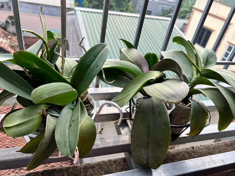 Đất nền Rặng Sắn, Cao Dương 100m² giá 600 triệu - Tiện ích đầy đủ 24/7!