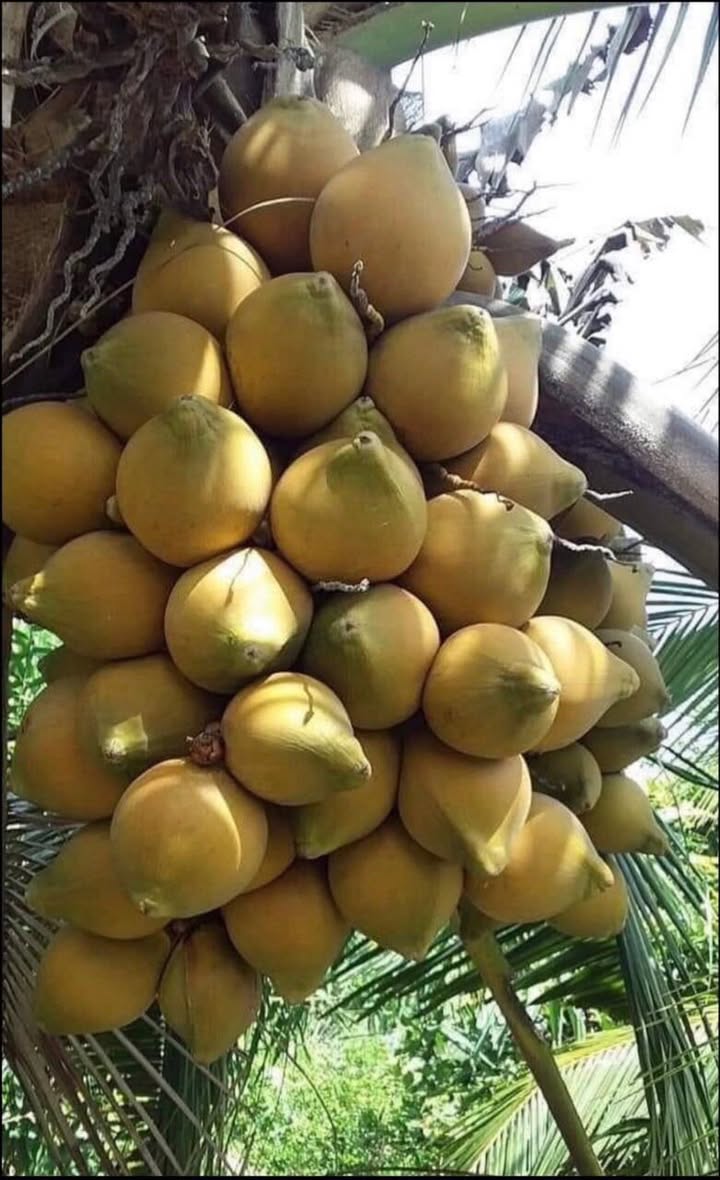 Nhà mặt tiền đường 768, xã Thạnh Phú, 100m² giá chỉ 4 tỷ - Kinh doanh đa ngành nghề!