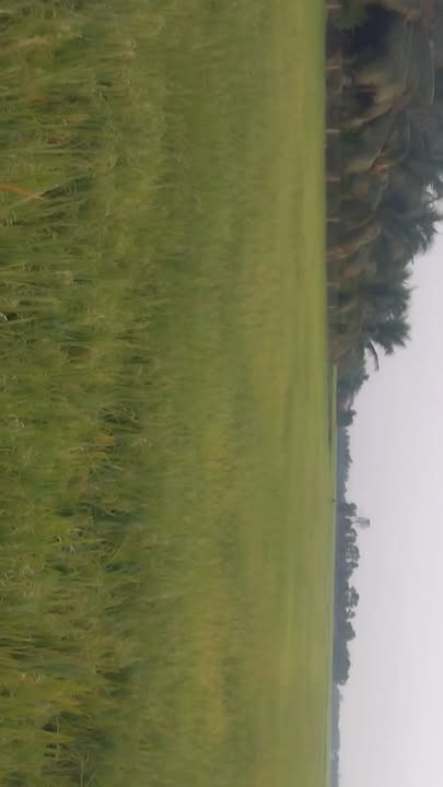 Đất nền 4.000m² ấp 2 Mỹ An Thủ Thừa giá 700 triệu - Bán gấp mùa Tết!