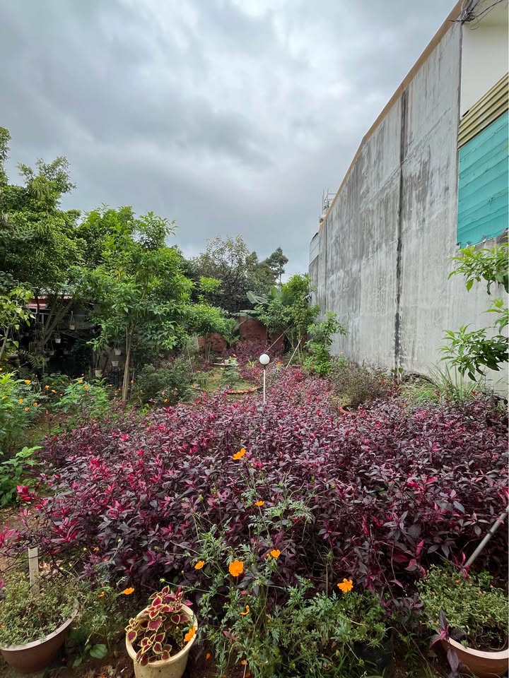 Đất thổ cư Buôn Ma Thuột 95m² giá 2.35 tỷ - Cơ hội đầu tư hiếm có!