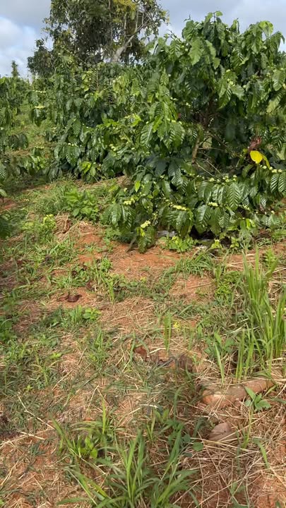 Đất nền 1,7ha Trường Xuân Đắk Nông giá 1,9 tỷ - Cơ hội đầu tư tuyệt vời!