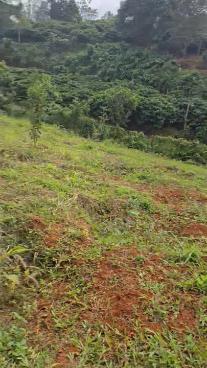 Đất nền 1,1ha tại xã Quảng Trực, Tuy Đức - Thổ cư, giá thỏa thuận!