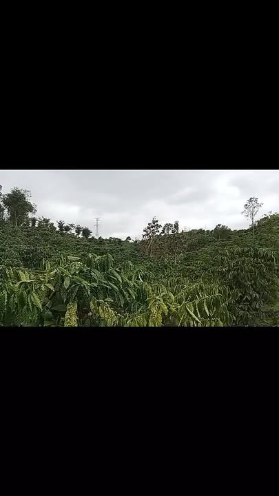 Đất nông nghiệp Đăk Sô, Krông Nô 1,2ha giá 2.4 tỷ - Đầu tư sinh lời ngay!