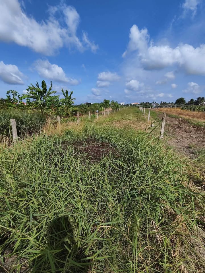 Đất nền xã Vĩnh Công, Châu Thành, Long An 500m² giá 380 triệu - Cơ hội đầu tư hấp dẫn!