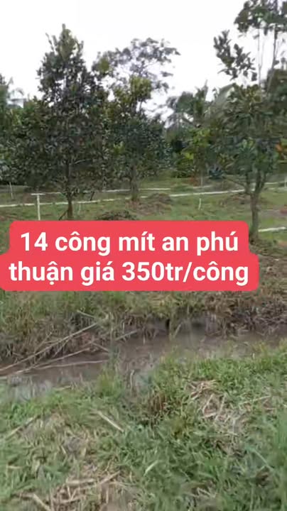 Đất Farm An Phú Thuận Châu Thành 14 công giá chỉ 4.9 tỷ - Mặt tiền đường nhựa 5 tấn!