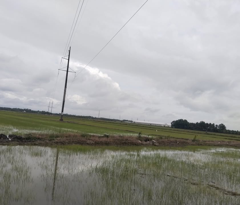 Đất ruộng Hiếu Phụng 45.000m² giá 100 triệu - Đầu tư sinh lời!