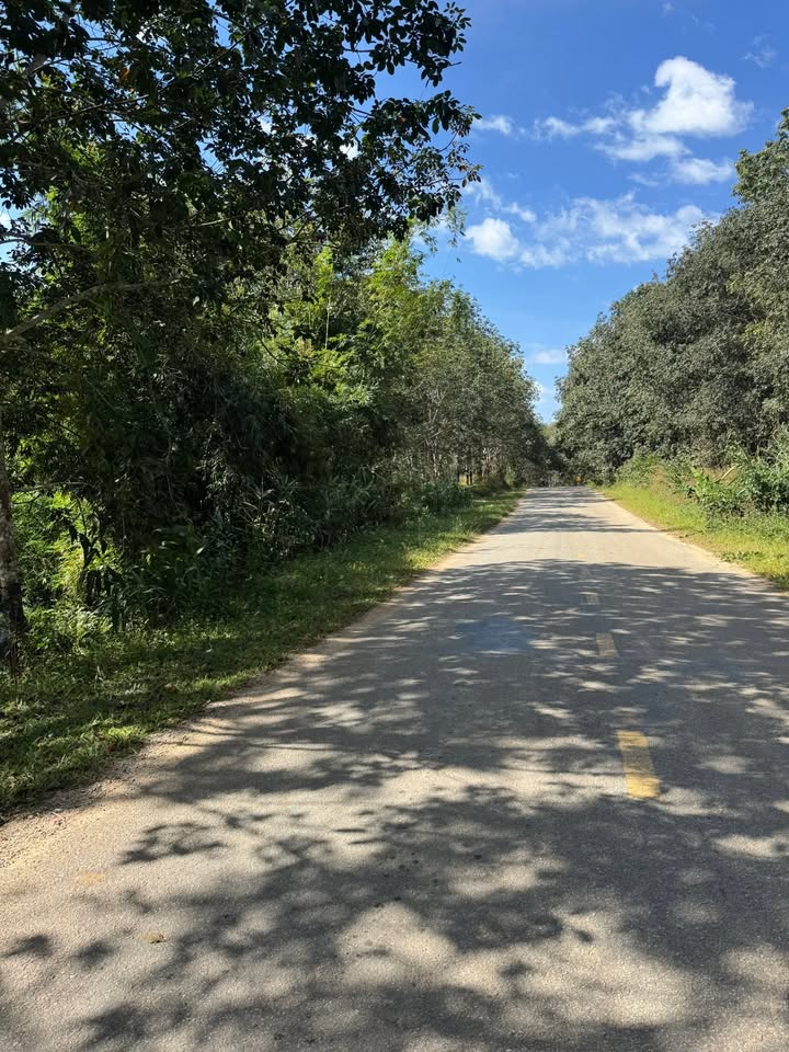 Farm 2ha Đắk Kan, Ngọc Hồi giá 2,5 tỷ - Mặt tiền quốc lộ 14C!