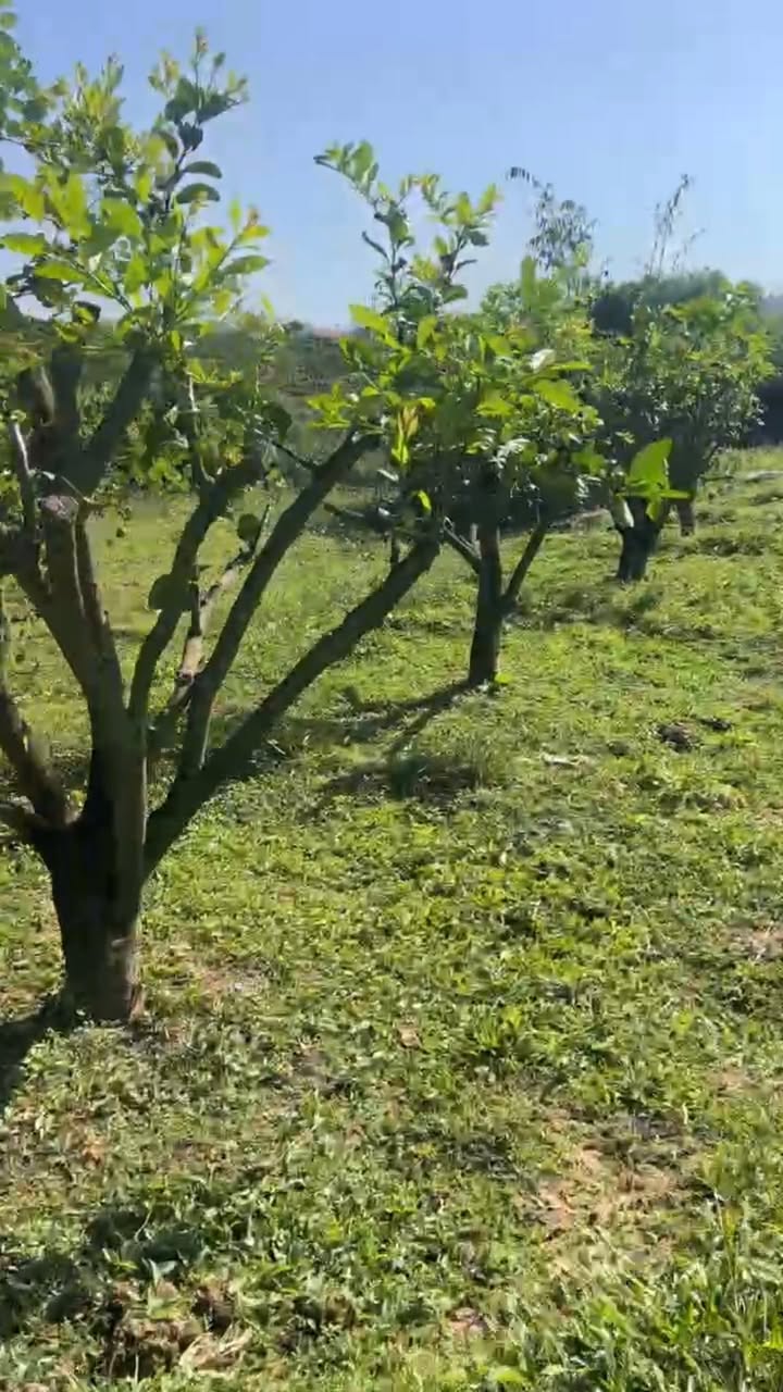 Lô vườn Tân Lập Lục Ngạn 3000m² giá 1.5 tỷ - Nghỉ dưỡng tuyệt vời bên hồ