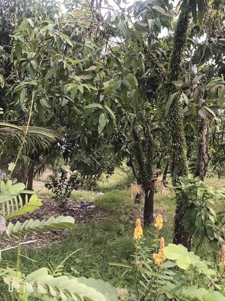 Đất vườn Phú Lý Vĩnh Cửu 1100m² - View nghỉ dưỡng tuyệt đẹp!