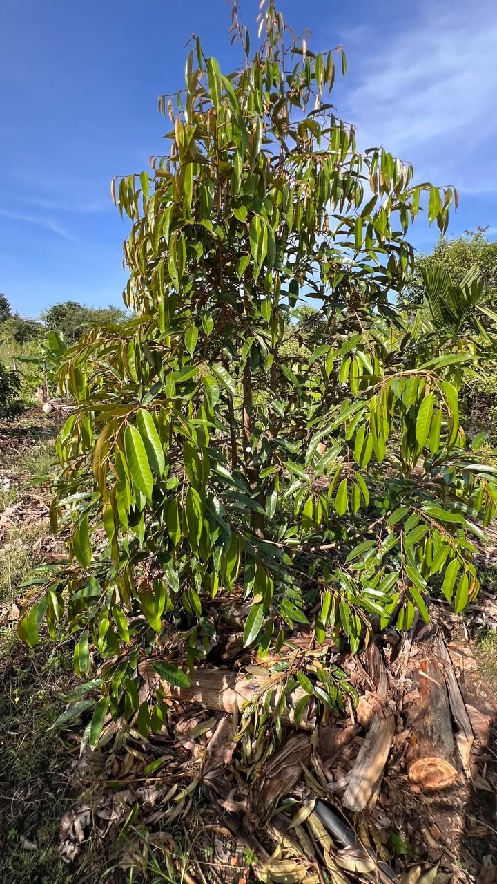 Đất nền 1 sào Phú Vinh, Tân Phú, Đồng Nai giá 650 triệu - Sổ hồng riêng chính chủ!