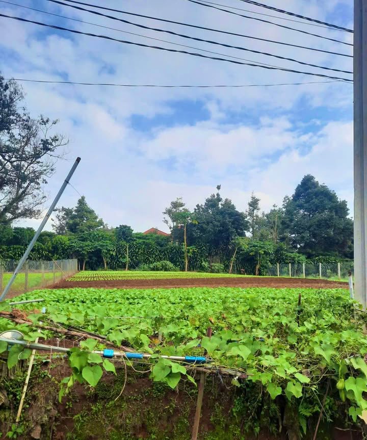 Đất thổ cư Hẻm 56 Chi Lăng, Bảo Lộc 175m² chỉ 1.4 tỷ - Cơ hội đầu tư tuyệt vời!