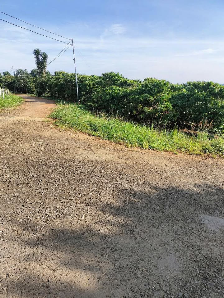 Đất nền 1800m² Lộc An, Bảo Lâm chỉ 3.3 tỷ - Không khí trong lành, yên tĩnh!