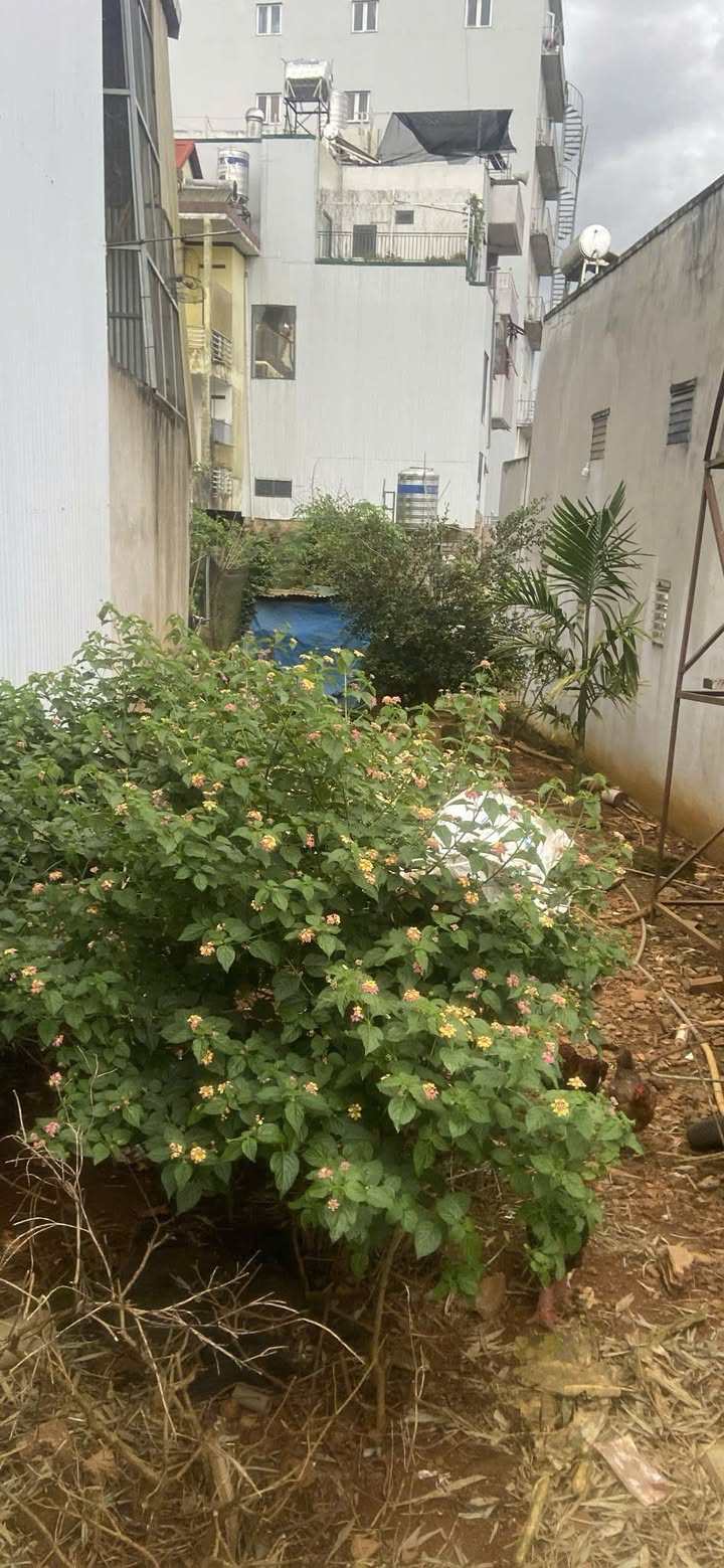 Đất mặt tiền đường Quang Trung Bảo Lộc 100m² giá 2.3 tỷ - Đầu tư sinh lời ngay!