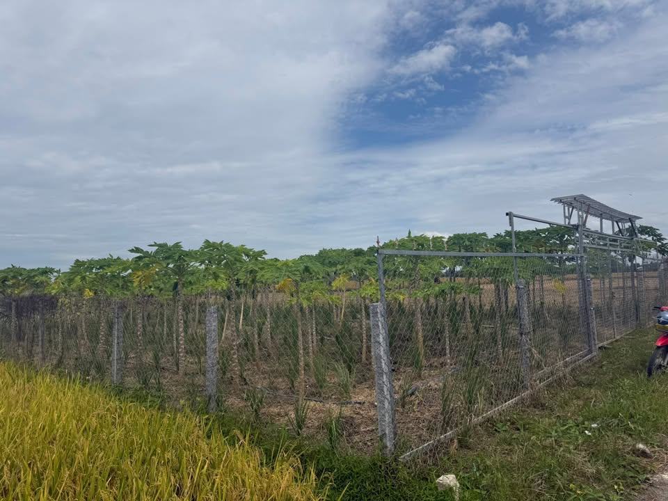 Đất vườn Nhơn Hội An Giang 1000m² giá 410 triệu - Cơ hội đầu tư sinh lời!