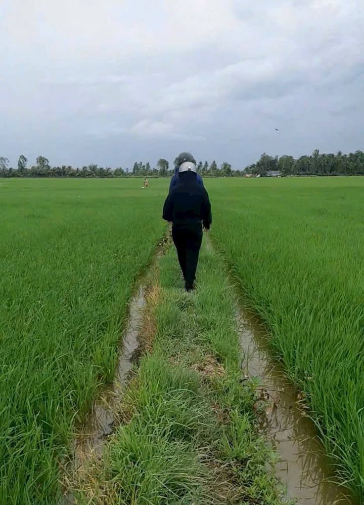 Đất lúa 12000m² tại Ấp Chông Nô, Xã An Ninh, Châu Thành - Giá 1.2 tỷ thương lượng