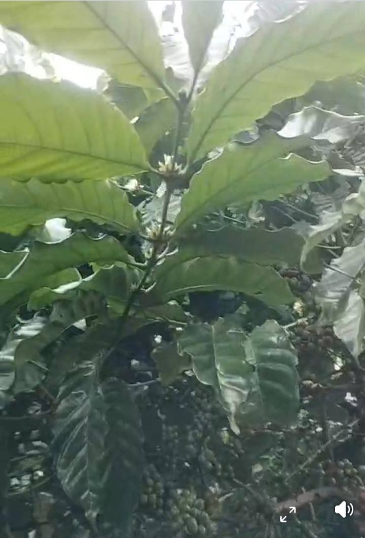 Đất 1ha2 tại thôn 10, xã Tân Thanh, Lâm Hà - Giá 1 tỷ, bán gấp!