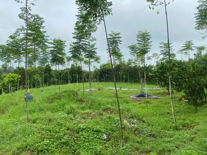 Đất thổ cư 600m² tại Phú Cát, Quốc Oai - Giá chỉ vài triệu/m² - Sổ đỏ chính chủ!