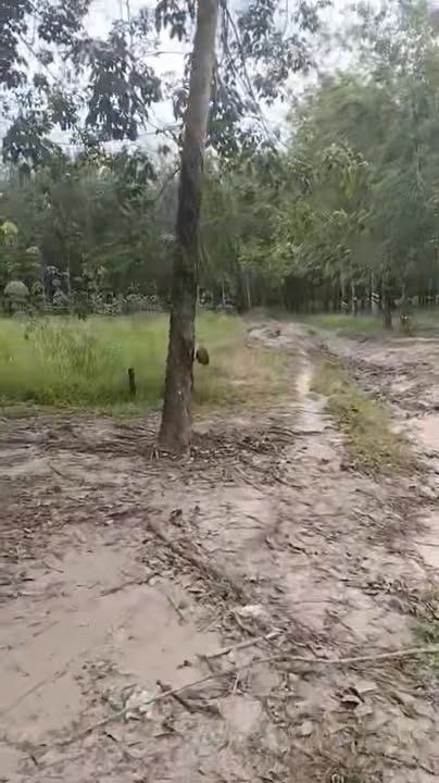 Đất nền Thạnh Tây, Tân Biên 10,000m² giá chỉ 1.1 tỷ - Cơ hội đầu tư tuyệt vời!