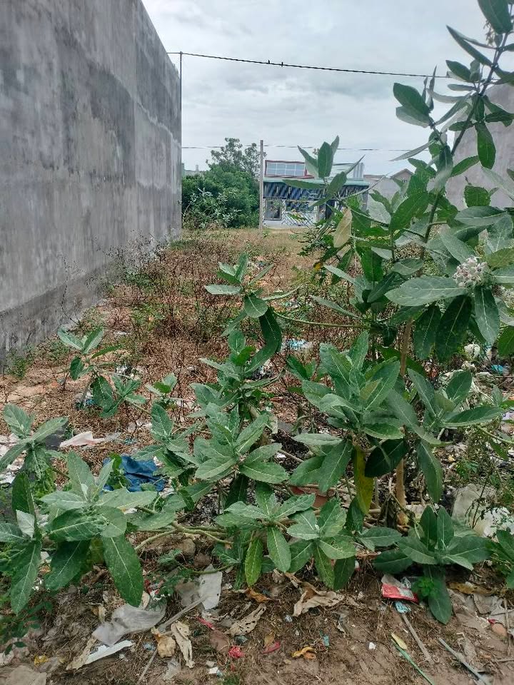 Đất thổ cư Phan Rí Cửa 100m² giá 299 triệu - Cơ hội đầu tư tuyệt vời!