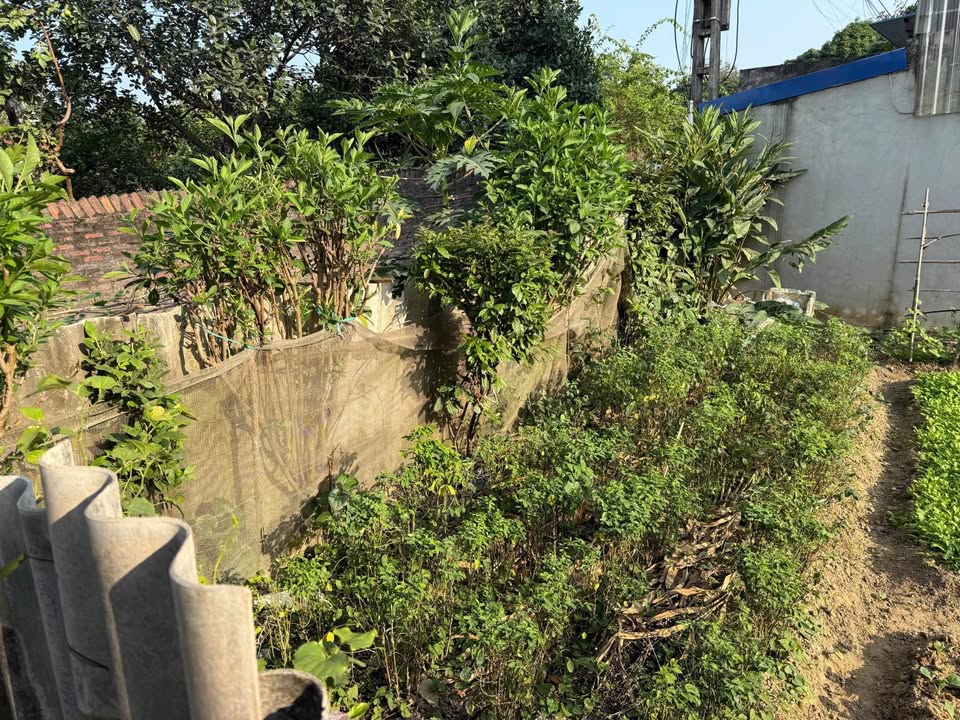 Đất thổ cư 230m² Phú Xá - Giá chỉ 300 triệu, vị trí đắc địa gần ga