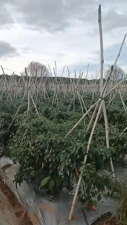 Đất nông nghiệp Tân Văn 8137m² giá 2.85 tỷ - Sổ hồng chính chủ, đầu tư sinh lời!