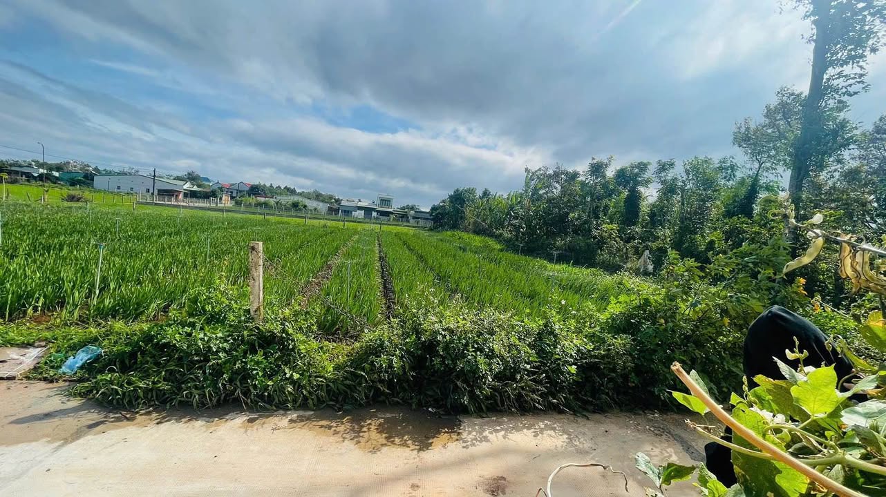 Đất nền thổ cư tại hẻm 43 Nguyễn Tuân, P. An Phú, Gia Lai - Chỉ 780 triệu!