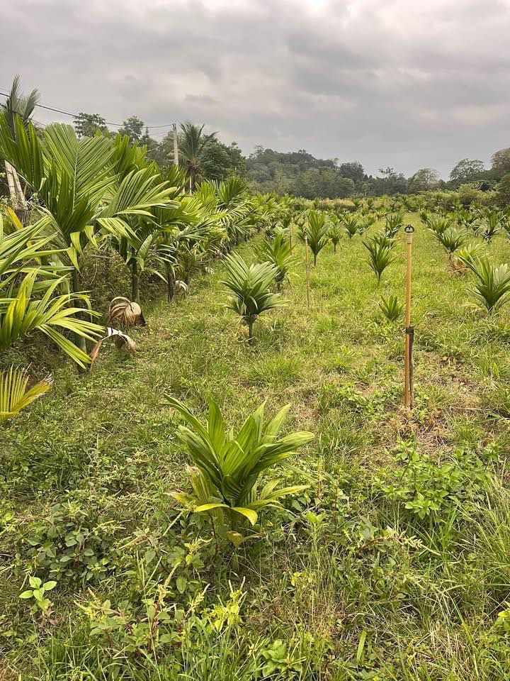 Đất nền thổ cư Trúc Sơn 300m² giá 1.1 tỷ - Mặt tiền 27m, thương lượng ngay!