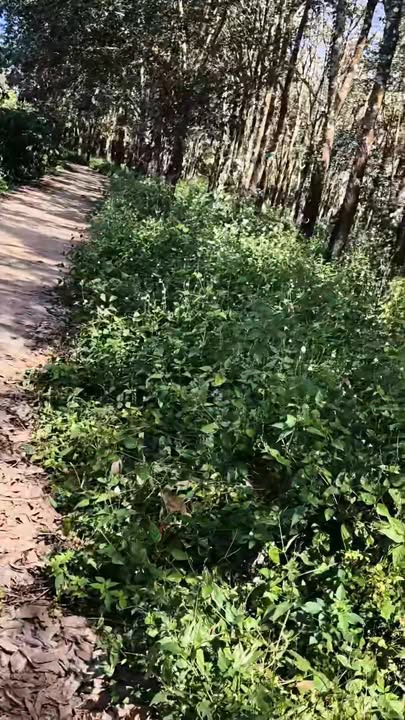 Đất nông nghiệp Đạo Nghĩa 27.000m² - Giá đầu tư hấp dẫn!