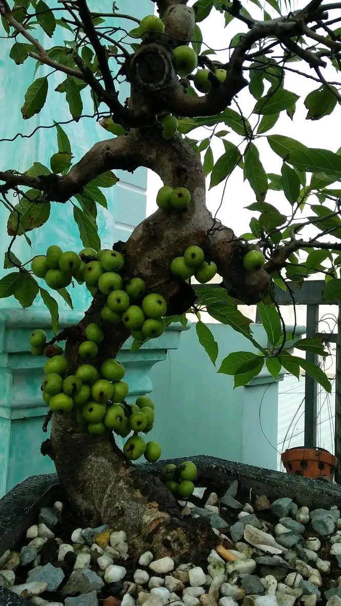 Đất nền Củ Chi 1116m² giá 5 tỷ - Sổ đỏ chính chủ, xây dựng ngay!