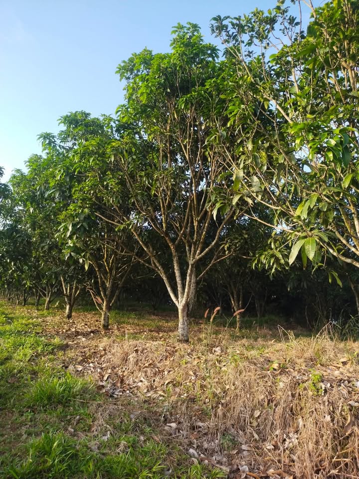 Đất nền 8 sào tại Xuân Bắc, Xuân Lộc, Đồng Nai - Giá 1.6 tỷ - Cơ hội đầu tư sinh lời!